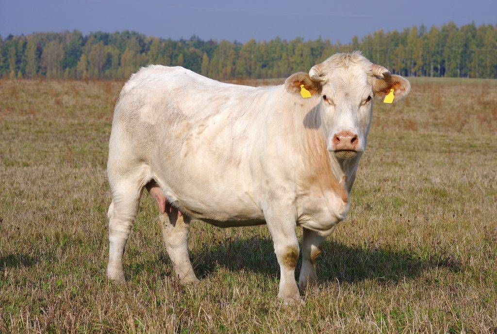 Шаролезская порода коров - агро эксперт