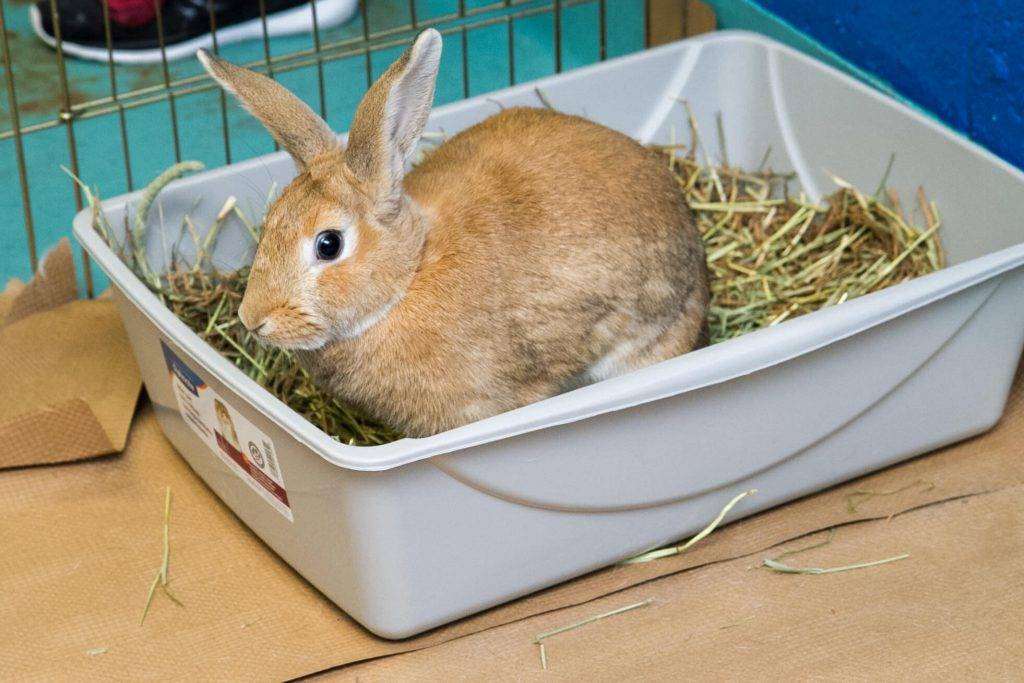 Как правильно приучить кролика к лотку: советы и пошаговая инструкция