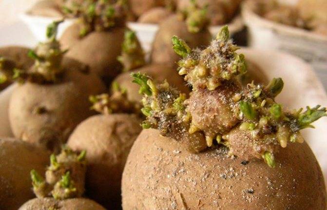 Картофель: посадка и уход в открытом грунте, выращивание из семян