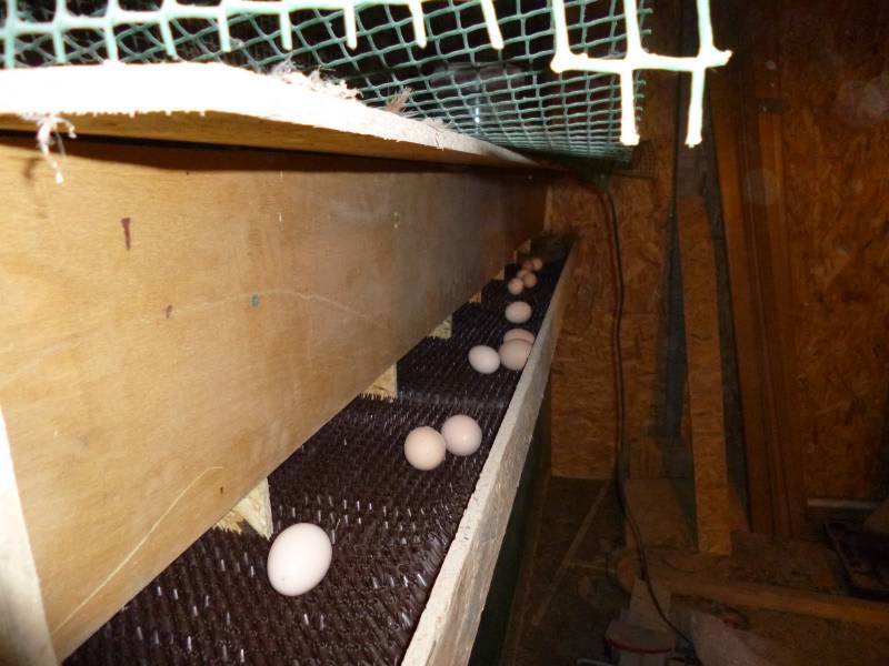 Чертеж гнезда для кур-несушек с яйцесборником своими руками. как сделать гнезда для кур несушек с яйцесборником? | дачная жизнь