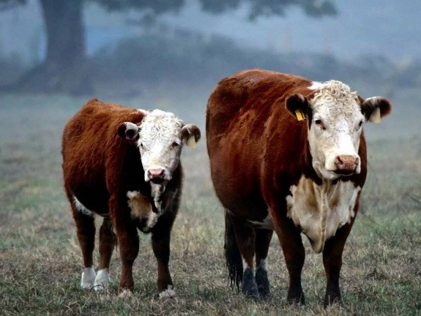 Достоинства герефордской породы коров: описание с фото