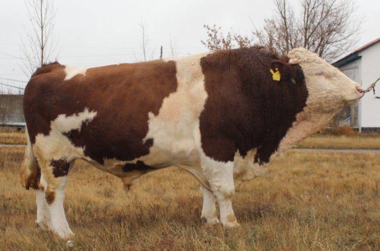 Симментальская порода КРС: особенности содержания коров и быков