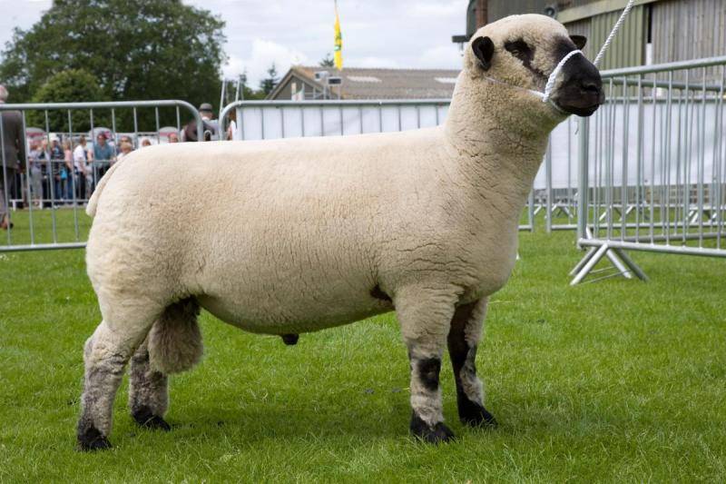 Овцы мясной породы тексель: описание, происхождение, разведение