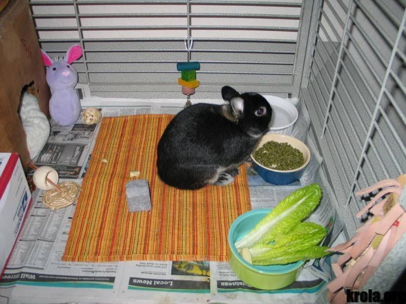 Как ухаживать за кроликами в домашних условиях