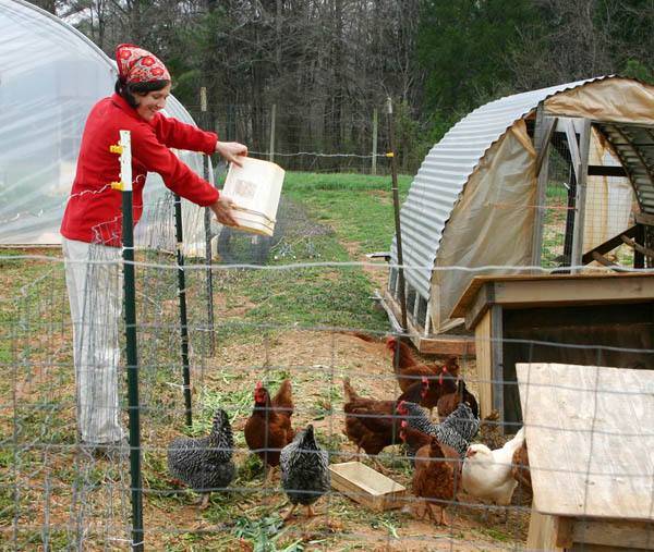 Советы по содержанию кур в домашних условиях для начинающих: уход и разведение птиц