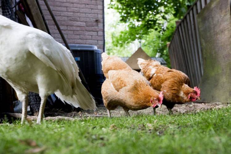 Птицеводство: мясное и яичное как бизнес в 2021 году