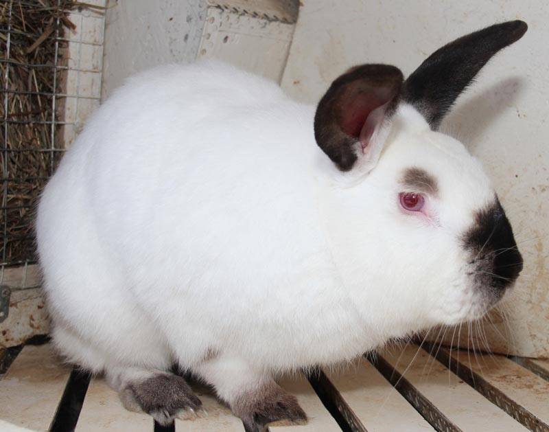 ᐉ калифорнийский кролик: описание породы, содержание, характеристика - zooon.ru