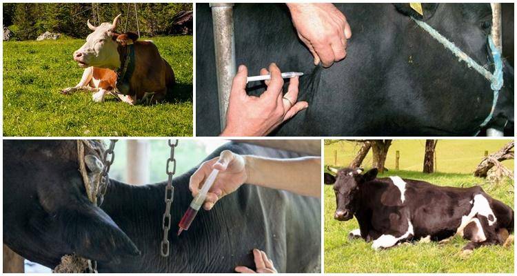 Как избавиться от блох, вшей и клещей у коз (мрс) | апиценна