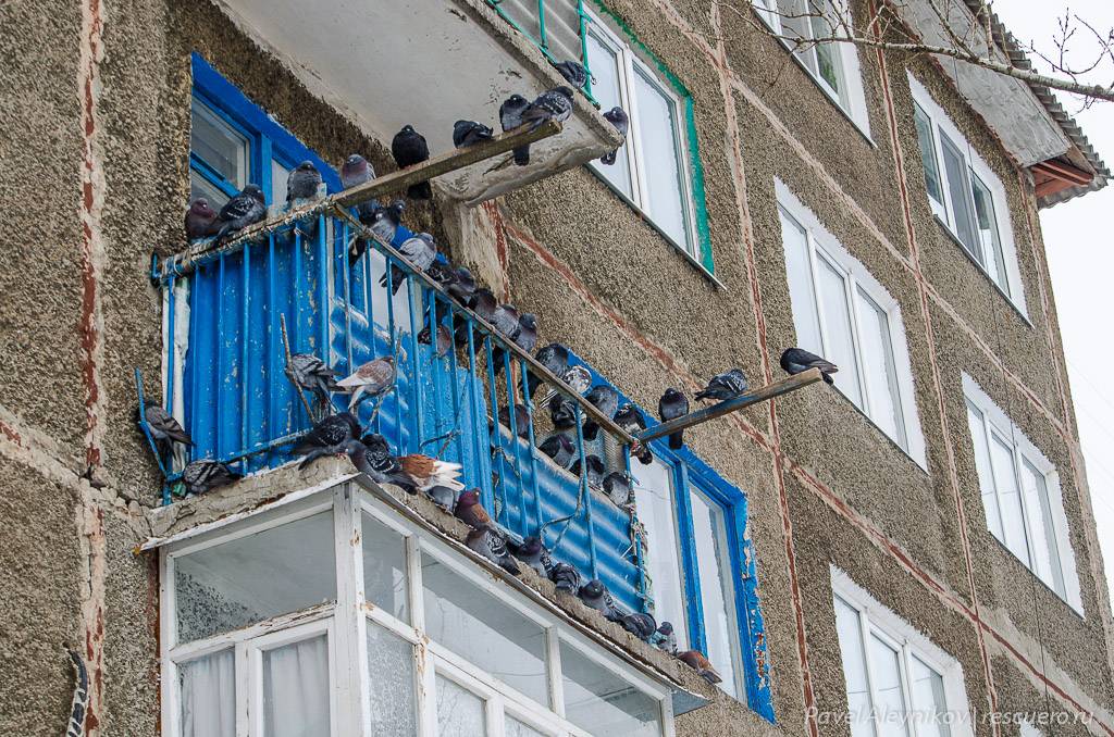 6 способов избавления от голубей на балконе навсегда