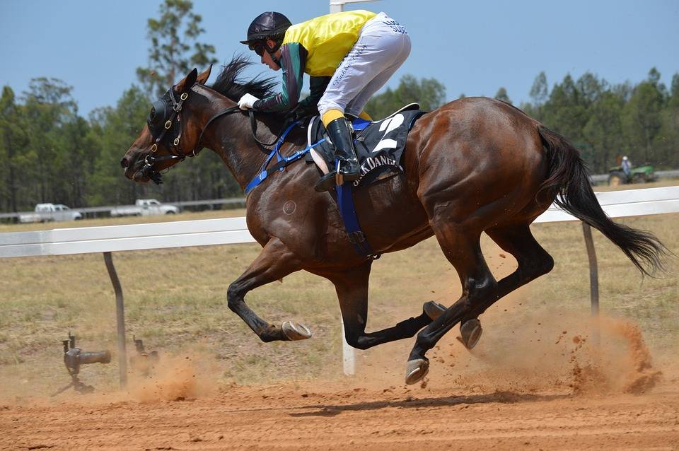 Самая быстрая лошадь в мире: скорость, конь тяжеловес