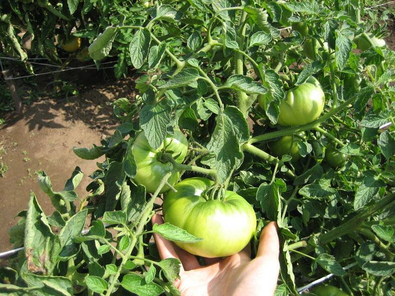 Надо ли мыть зеленые помидоры для дозревания
