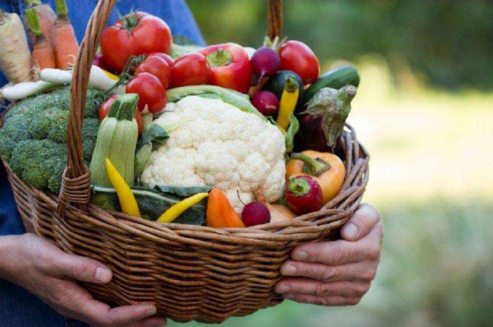 20+ холодостойких овощей: что сажать весной в певую очередь