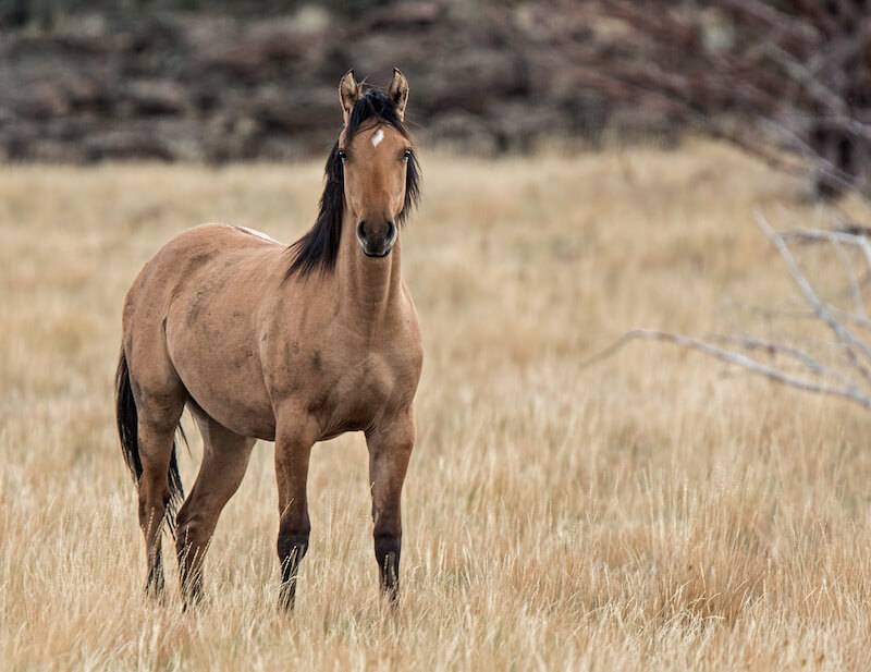 Мустанг (дикая лошадь)– описание, как выглядит, где обитает, фото