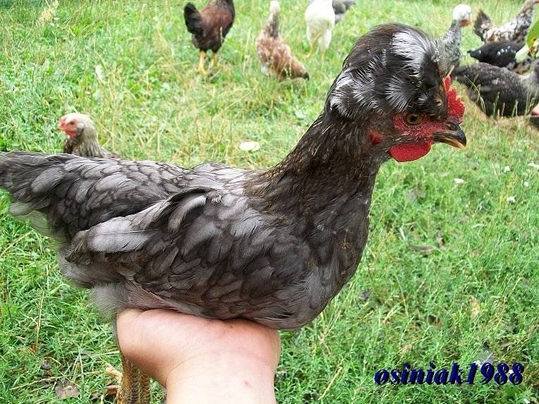 Русская хохлатая порода кур
