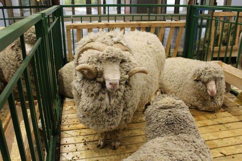Описание и характеристика овец асканийской породы, правила их содержания