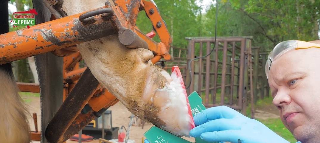 Копыто коровы – обрезка и лечение копытец крс 2021