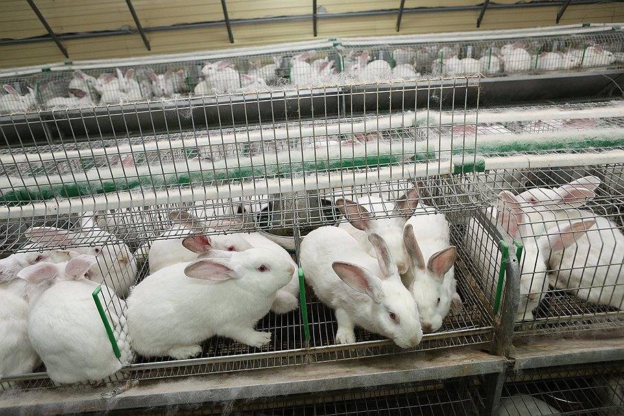 Бизнес-план фермы по разведению кроликов