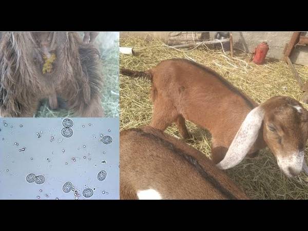 Понос у козленка и козы: причины, симптомы и методы лечения