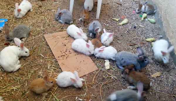 Кролики едят свой помет: почему и что делать?