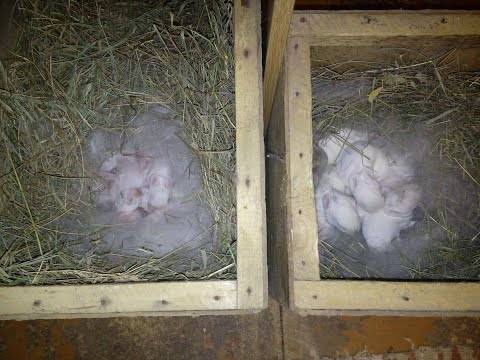 Выращивание кроликов на пух — agroxxi