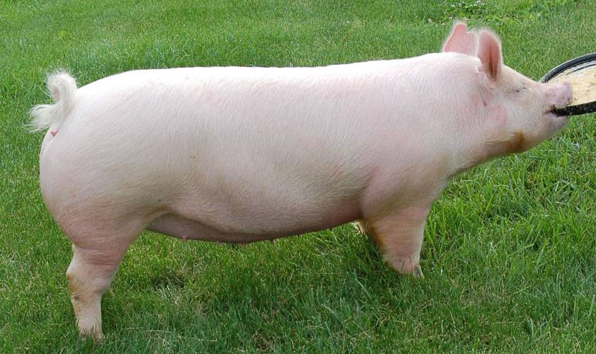 ᐉ порода свиней йоркшир: описание и характеристики - zooon.ru