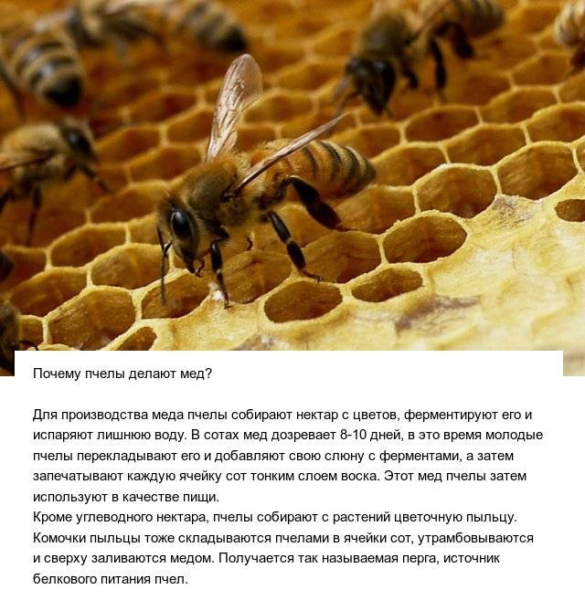 Как и зачем пчелы делают мед: этапы и процесс производства
