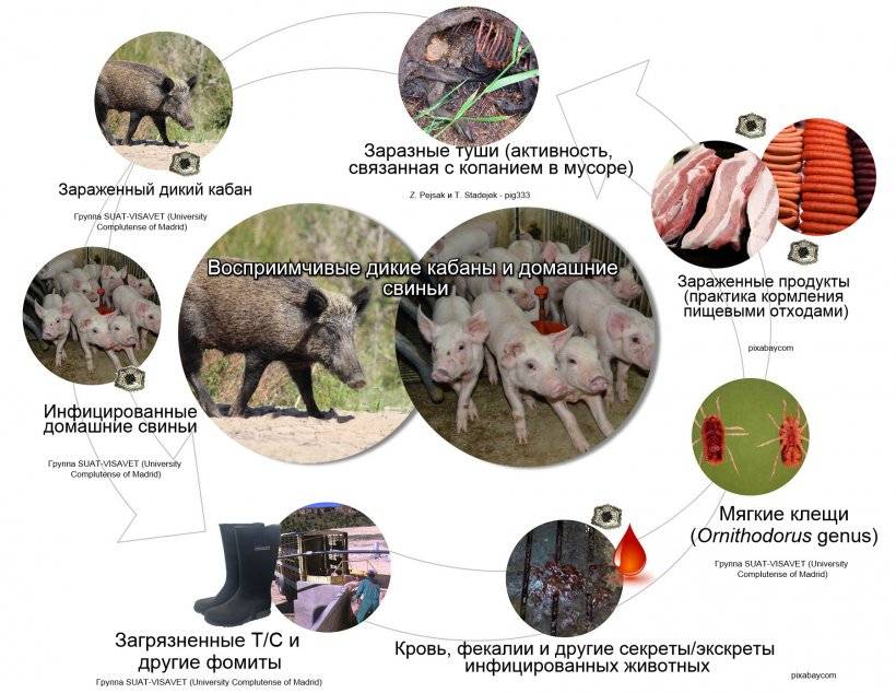 Симптомы и методы профилактики классической чумы свиней
