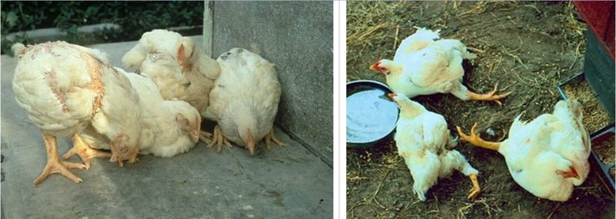 Ветеринария домашней птицы | нарушение проходимости желудочно-кишечного тракта у молодняка птицы: причины, профилактика, коррекция кормления