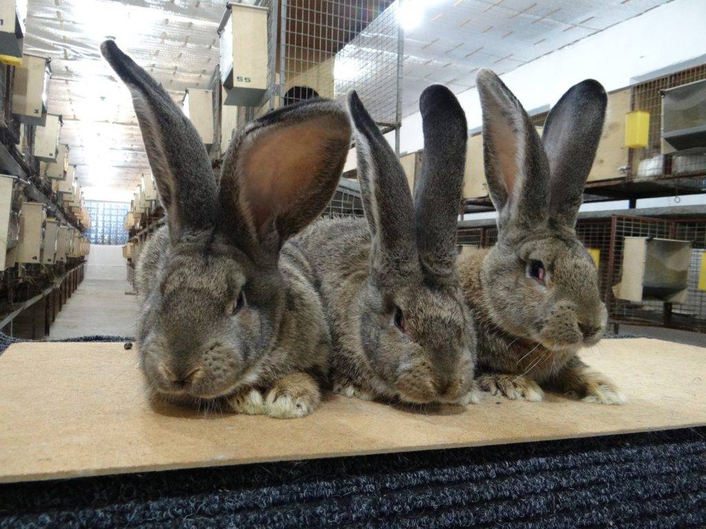 Характерные особенности и содержание кроликов породы ризен