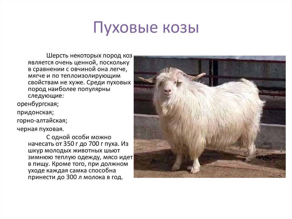 Порода коз ламанча: описание, видео, сколько дает молока