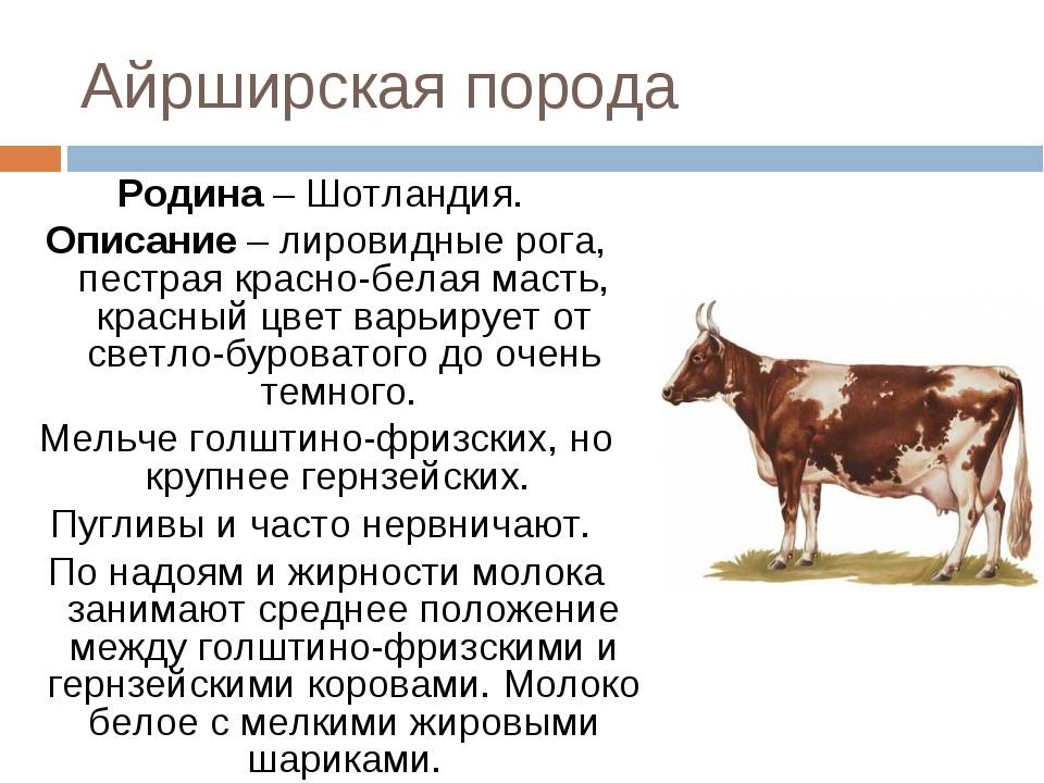 ᐉ калмыцкая порода коров: характеристика, достоинства - zooon.ru