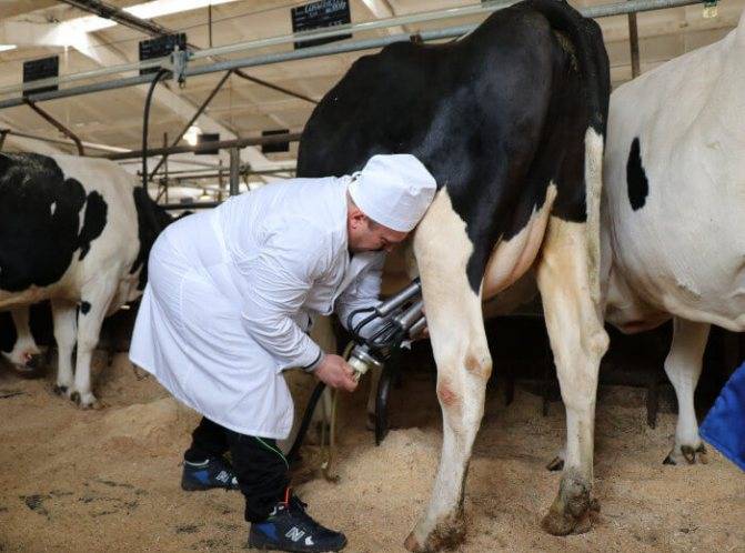 Все о том, как правильно доить корову: аппаратное и ручное доение