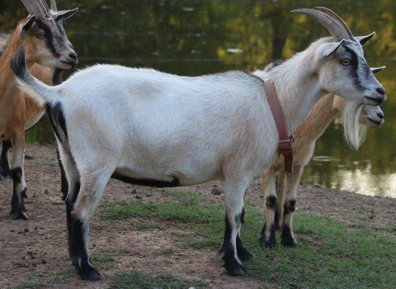 Камерунская порода коз — описание миниатюрной породы коз, продуктивность, её достоинства и способы содержания