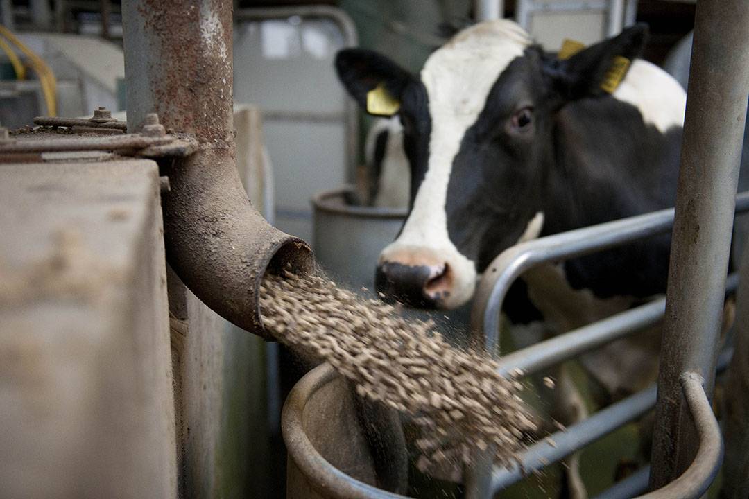 Как можно повысить удой молока у коровы