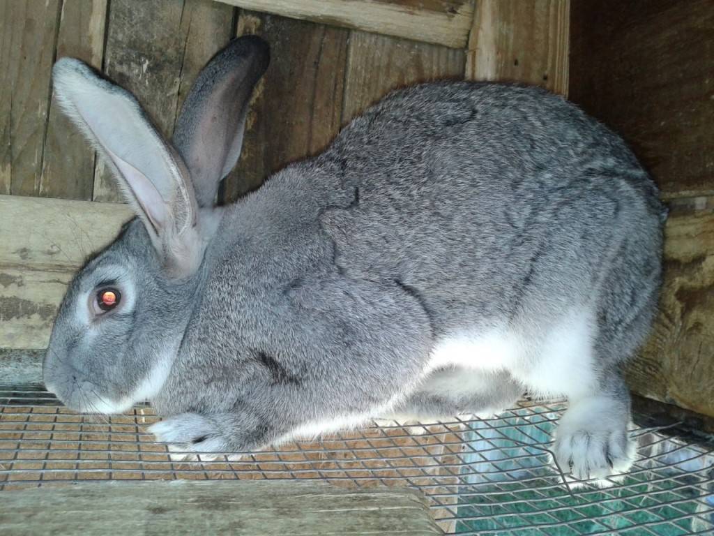 Кролик серый великан: все о породе и особенности разведения