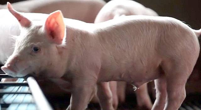 Остеохондроз свиней - болезни свиней