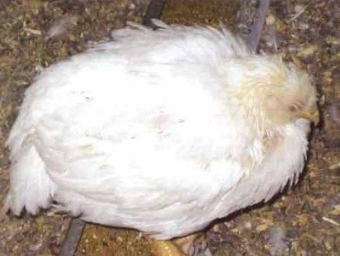 Кокцидиоз у кур, цыплят, гусят, и других птиц: признаки, диагноз, лечение, профилактика.