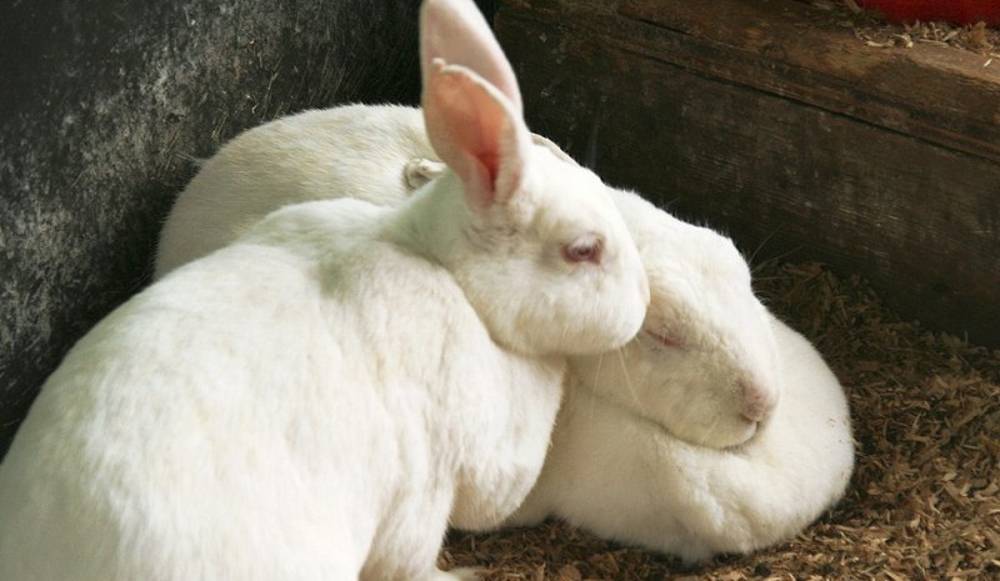 Кролики мясных пород для домашнего разведения