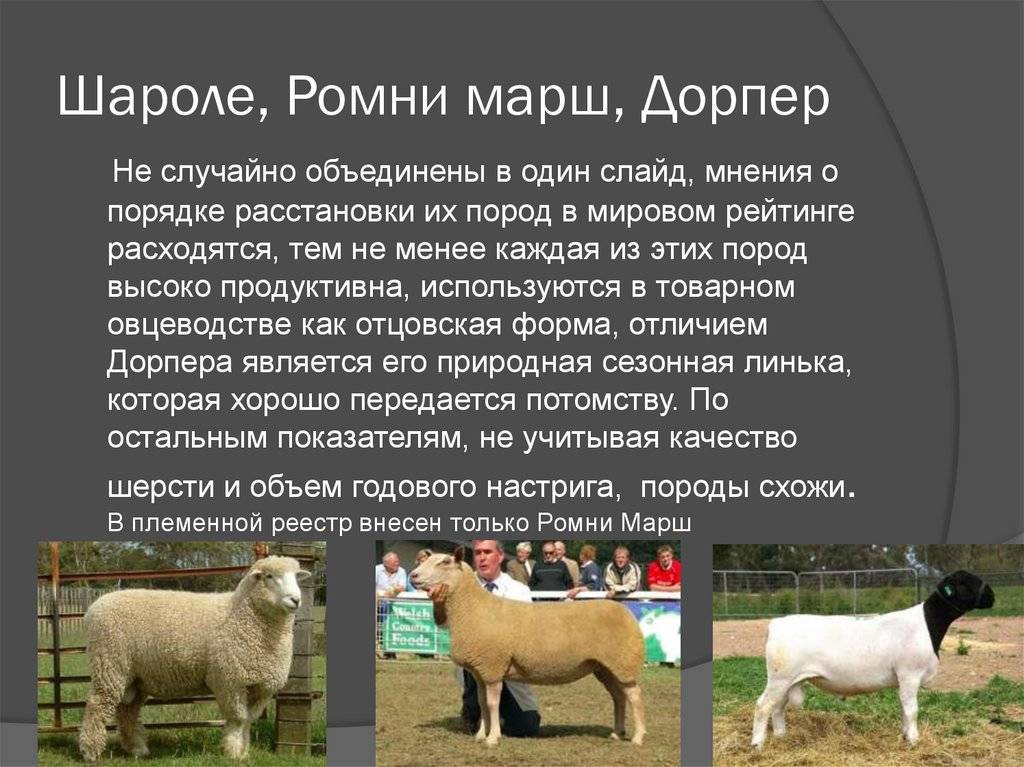 Шароле порода коров, шаролезская порода быков (фото и видео)