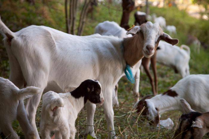 Разведение коз в домашних условиях для начинающих | фазенда рф
