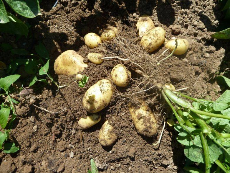 Так ли необходим картофель на огороде? | fermers.ru