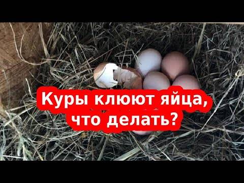 Почему куры клюют свои яйца: причины и что делать в этой ситуации