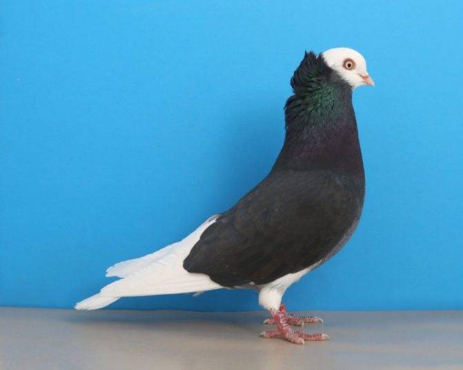 Фото и характеристика пород голубей с описанием