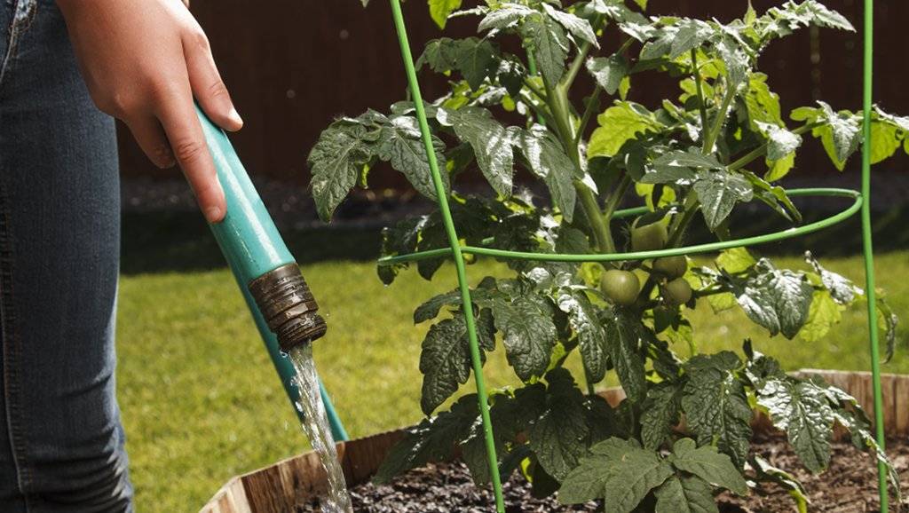 Готовая рассада помидоров: чем, когда и как поливать для хорошего роста и плодоношения