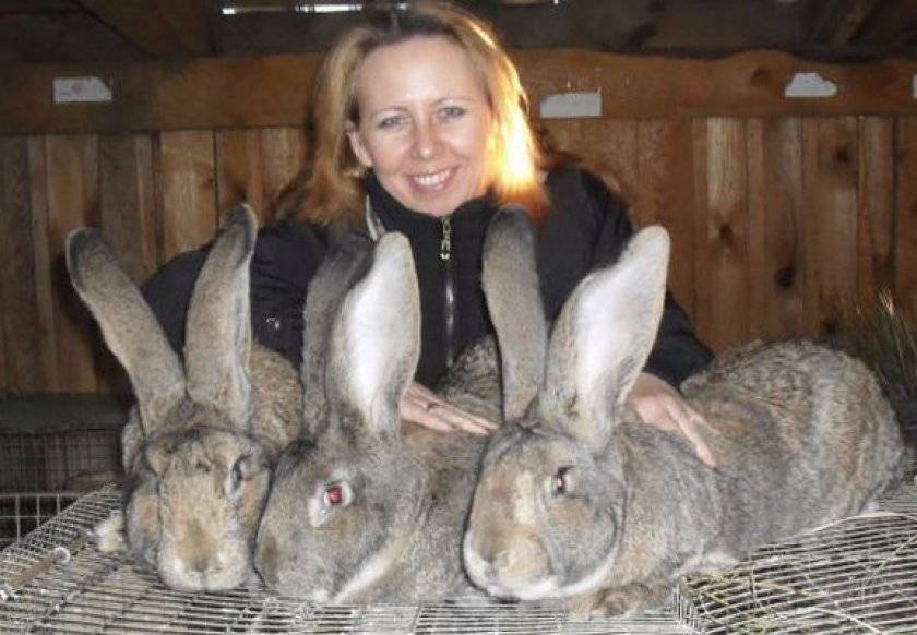Кролики породы фландр: характерные особенности, варианты окраса, критерии выбора, условия содержания, рацион