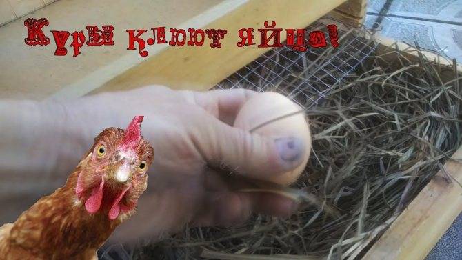 Почему куры клюют свои яйца: причины и способы решения этой проблемы