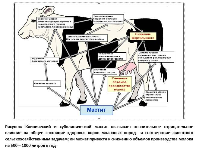 Бонитировка крупного рогатого скота: принципы и особенности проведения