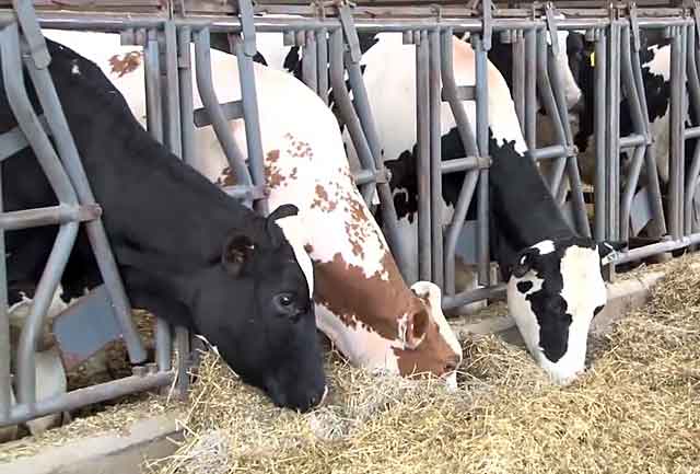 У коровы нет жвачки лечение народными средствами