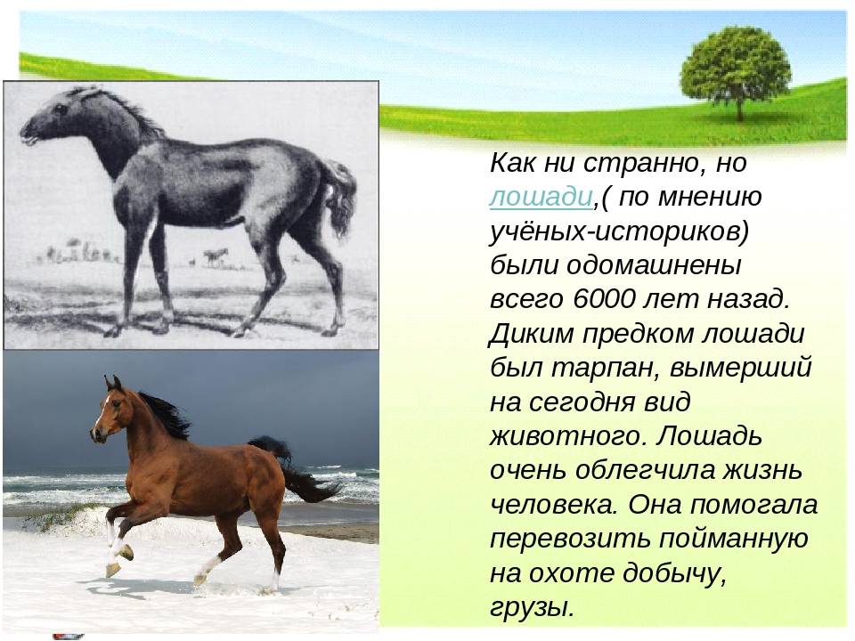 Дикие лошади: описание видов, образа жизни, размножение