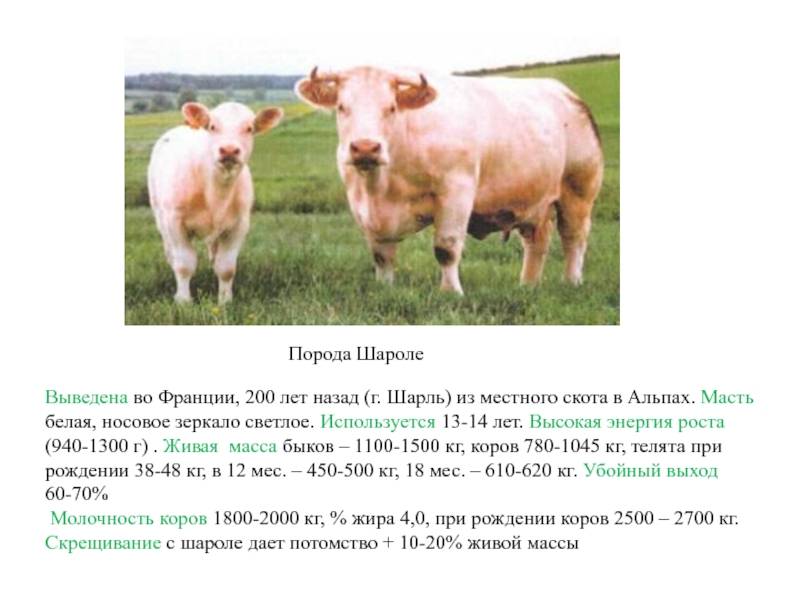 Калмыцкая порода коров: характеристика, достоинства